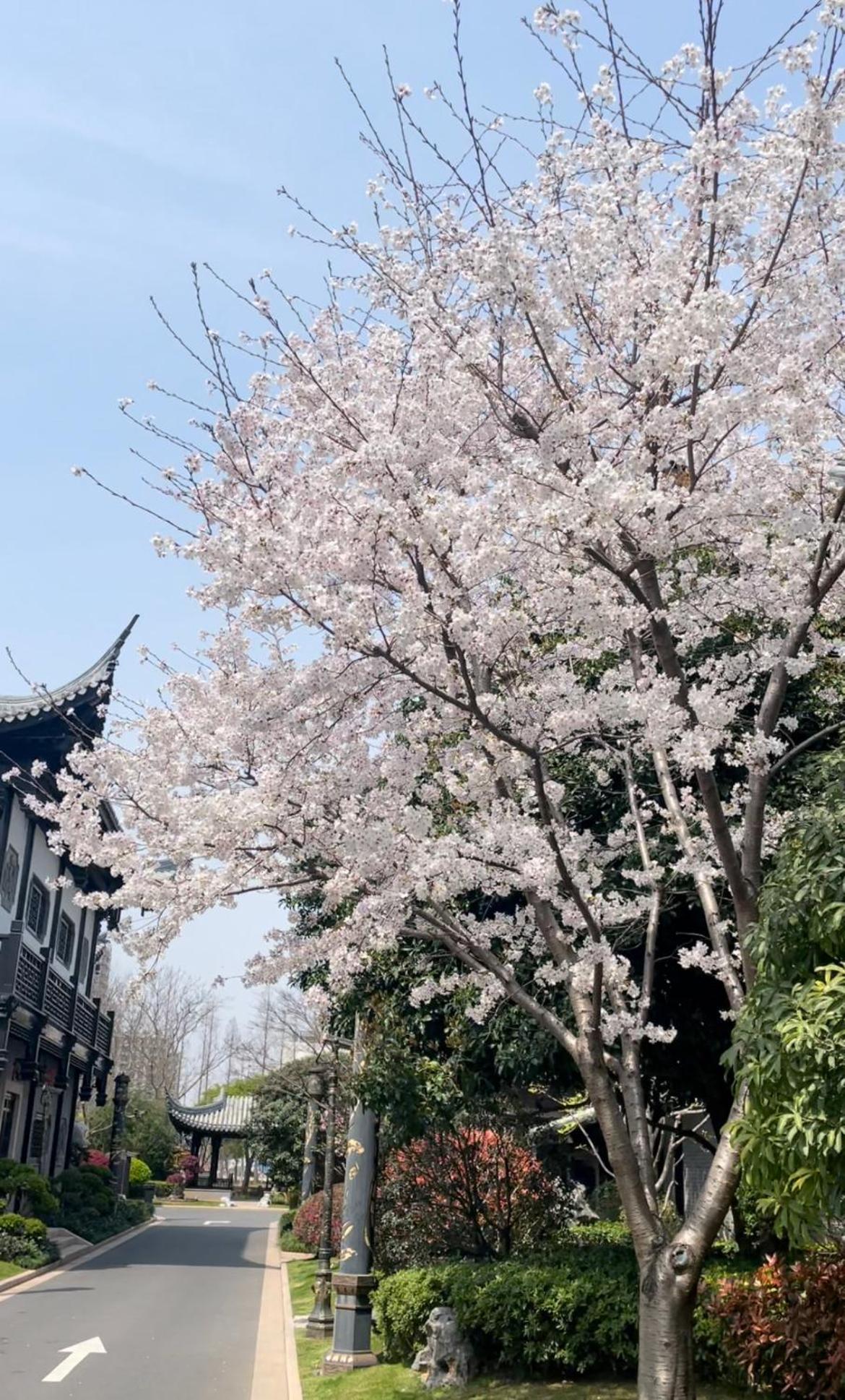 Hotel Royal Garden Shanghai-free Shuttle To And From & Pvg & Close Metro Line2 Easy To Sha New Expo 5*